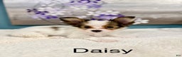 Papillon dogs for sale: Daisy  - Ad 4