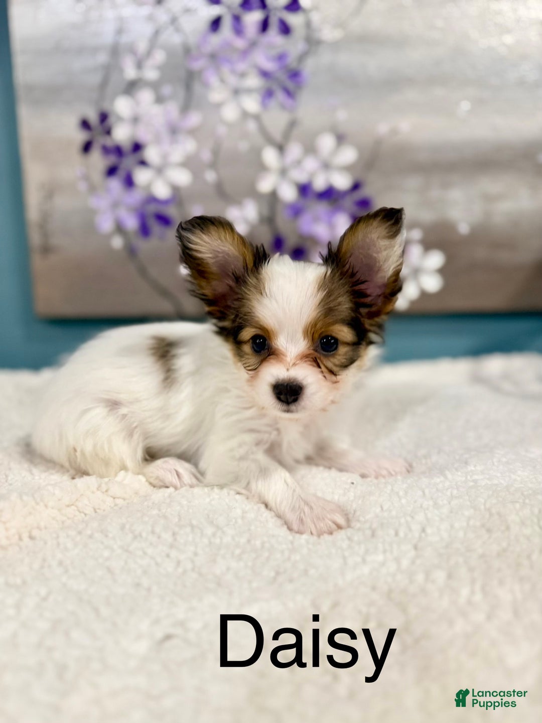 Papillon dogs for sale: Daisy  - Ad 4