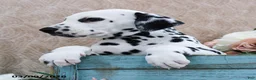 Dalmatian dogs for sale: Holt - Ad 3