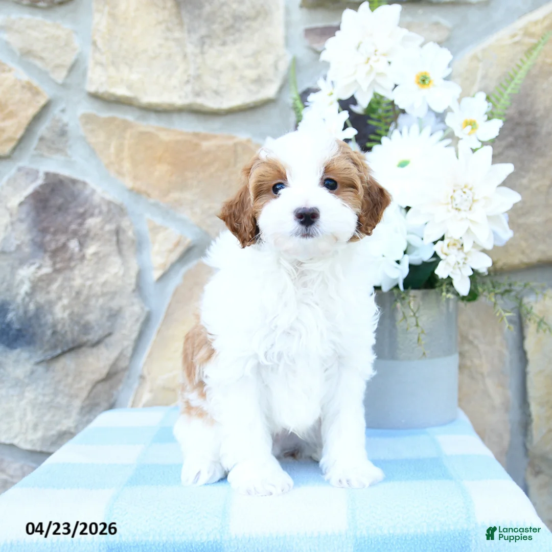 Mini Goldendoodle dogs for sale: Pebbles - Ad 2