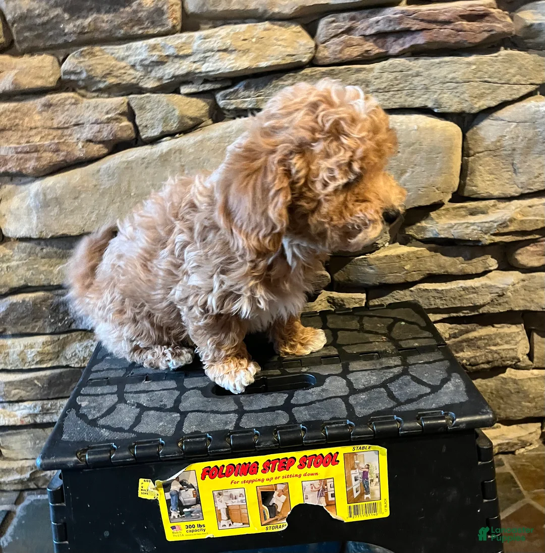 Bichpoo dogs for sale: Butterscotch  - Ad 3