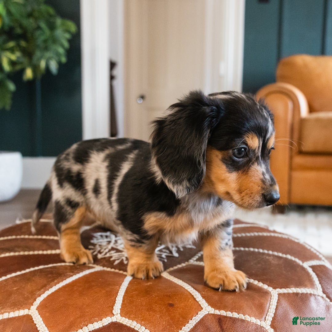 Dachshund dogs for sale: Dash - CHRISTMAS PUPPY! - Ad 12