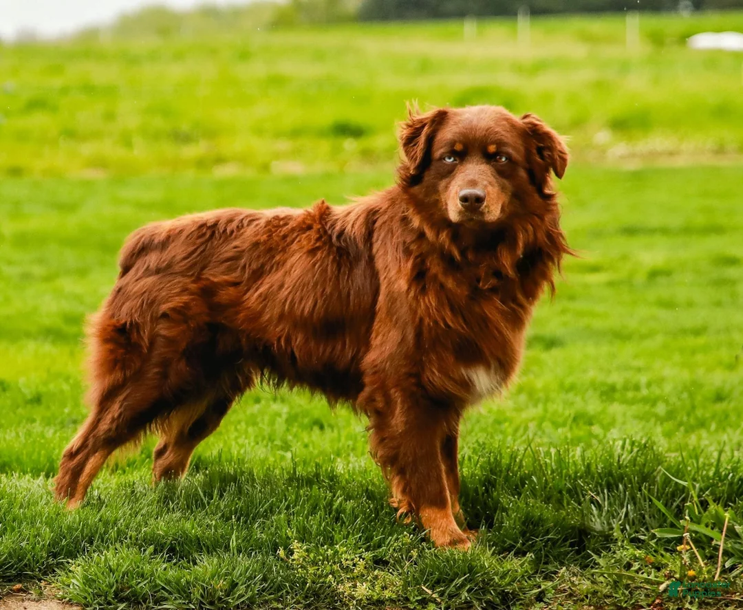 Australian Shepherd dogs for sale: Tessa - Ad 9
