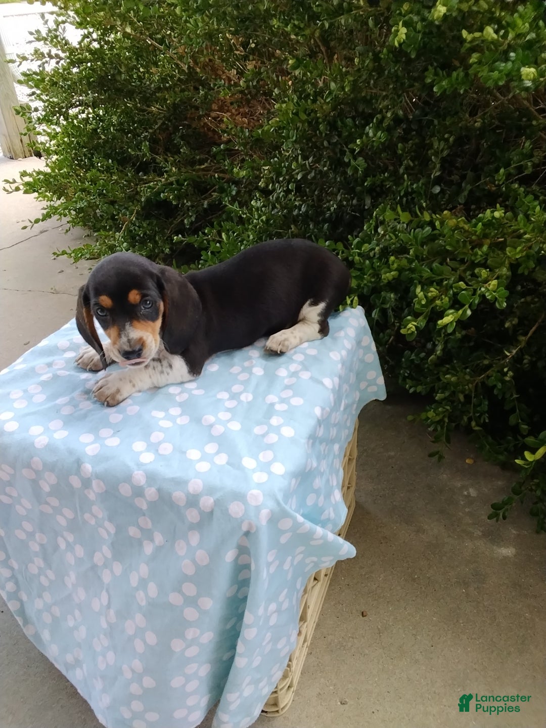 Miniature Dachshund dogs Jaxon - Ad 1