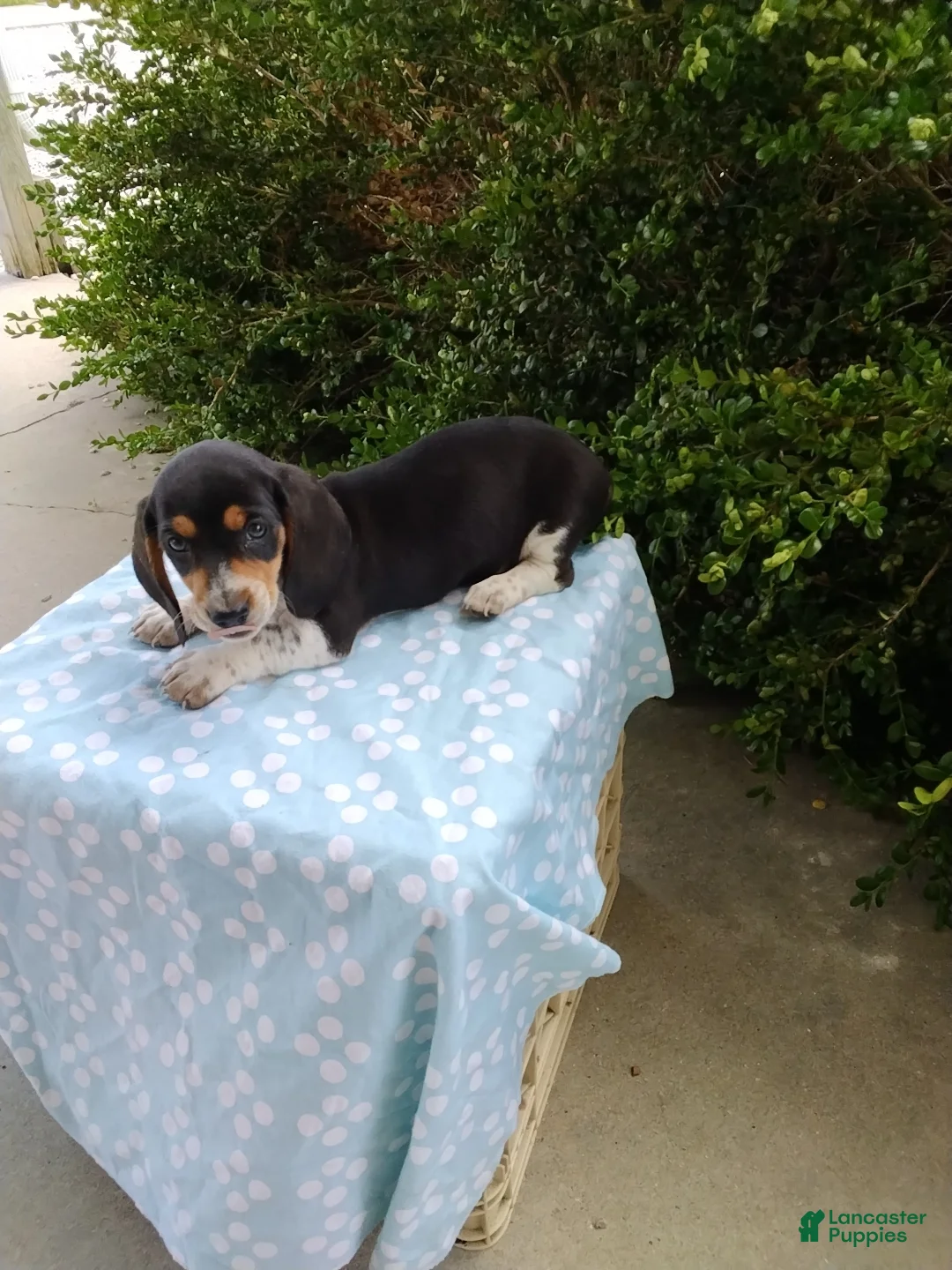 Miniature Dachshund dogs for sale: Jaxon - Ad 1