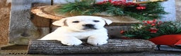 Labrador Retriever dogs for sale: Swiss - Ad 2