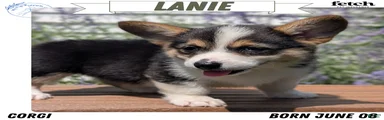 Lanie