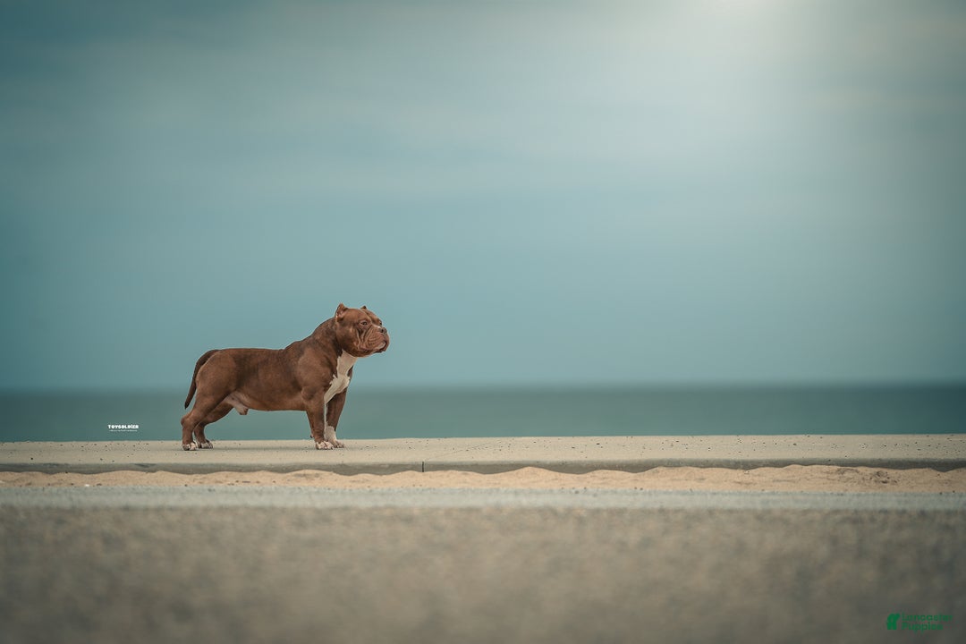 American Bully dogs for sale: ABKC Champion Maverick  - Ad 7