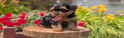 Yorkiepoo dogs for sale: Zane - Ad 9