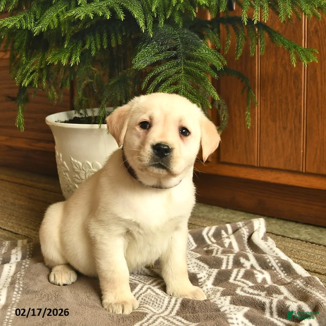 Labrador Retriever dogs for sale: Georgia - Ad 4