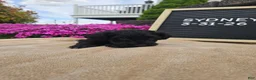 Miniature Schnauzer dogs for sale: Sydney - Ad 1