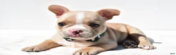 French Bulldog dogs for sale: Harley - Ad 4