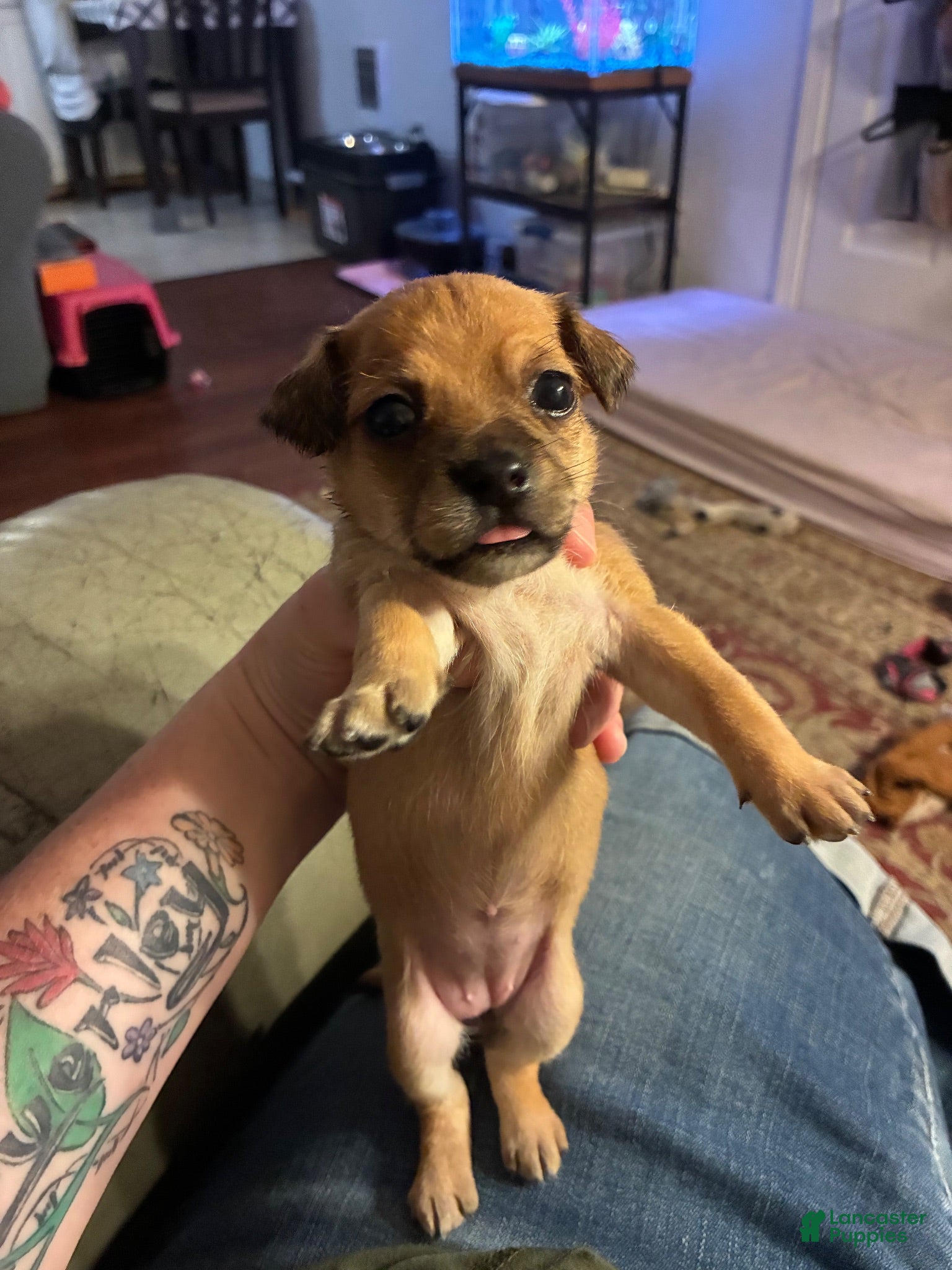 Mixed Breed dogs Tulip - Ad 30