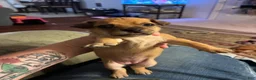 Mixed Breed dogs for sale: Tulip - Ad 1