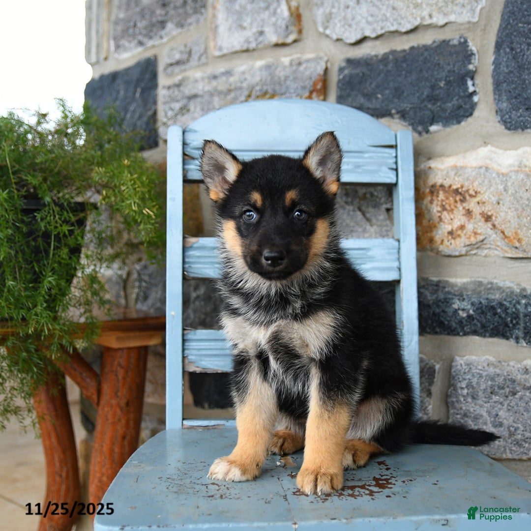 Gerberian Shepsky dogs for sale: Panda - Ad 1