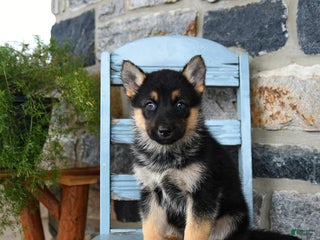 Gerberian Shepsky dogs Panda - Ad 2