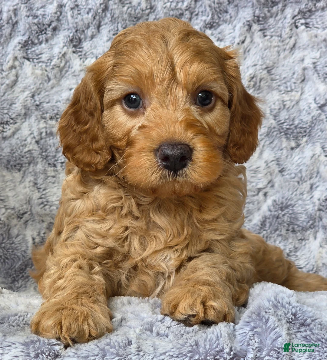 Cavapoo dogs for sale: Sonny - Ad 4