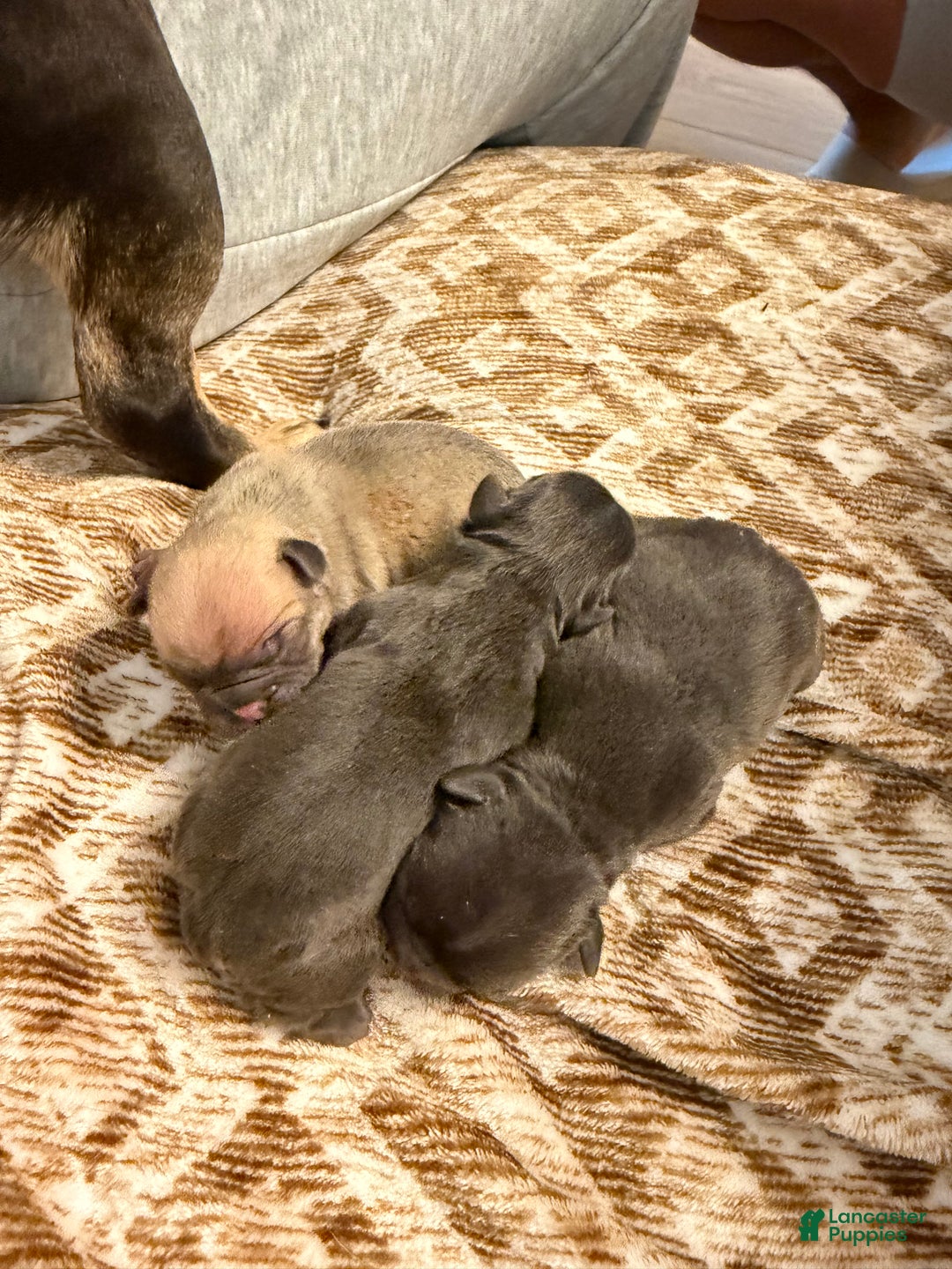 French Bulldog dogs for sale: French Bulldog Puppy 3 - Ad 3