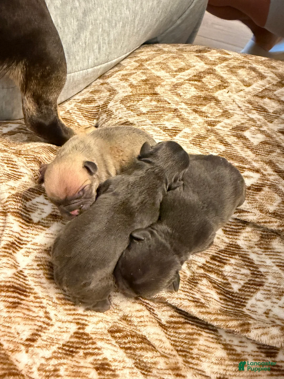 French Bulldog dogs for sale: French Bulldog Puppy 3 - Ad 6