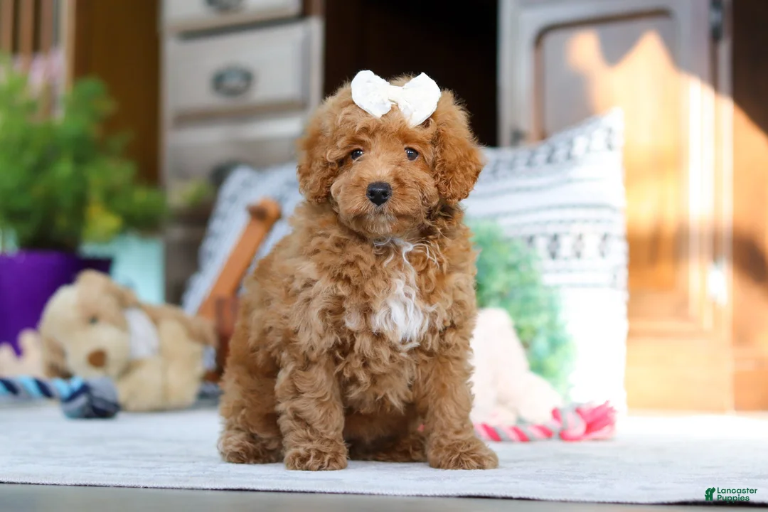 Miniature Poodle dogs for sale: Lorene - Ad 3
