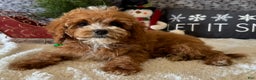 Cavapoo dogs for sale: Nicholas - Ad 3