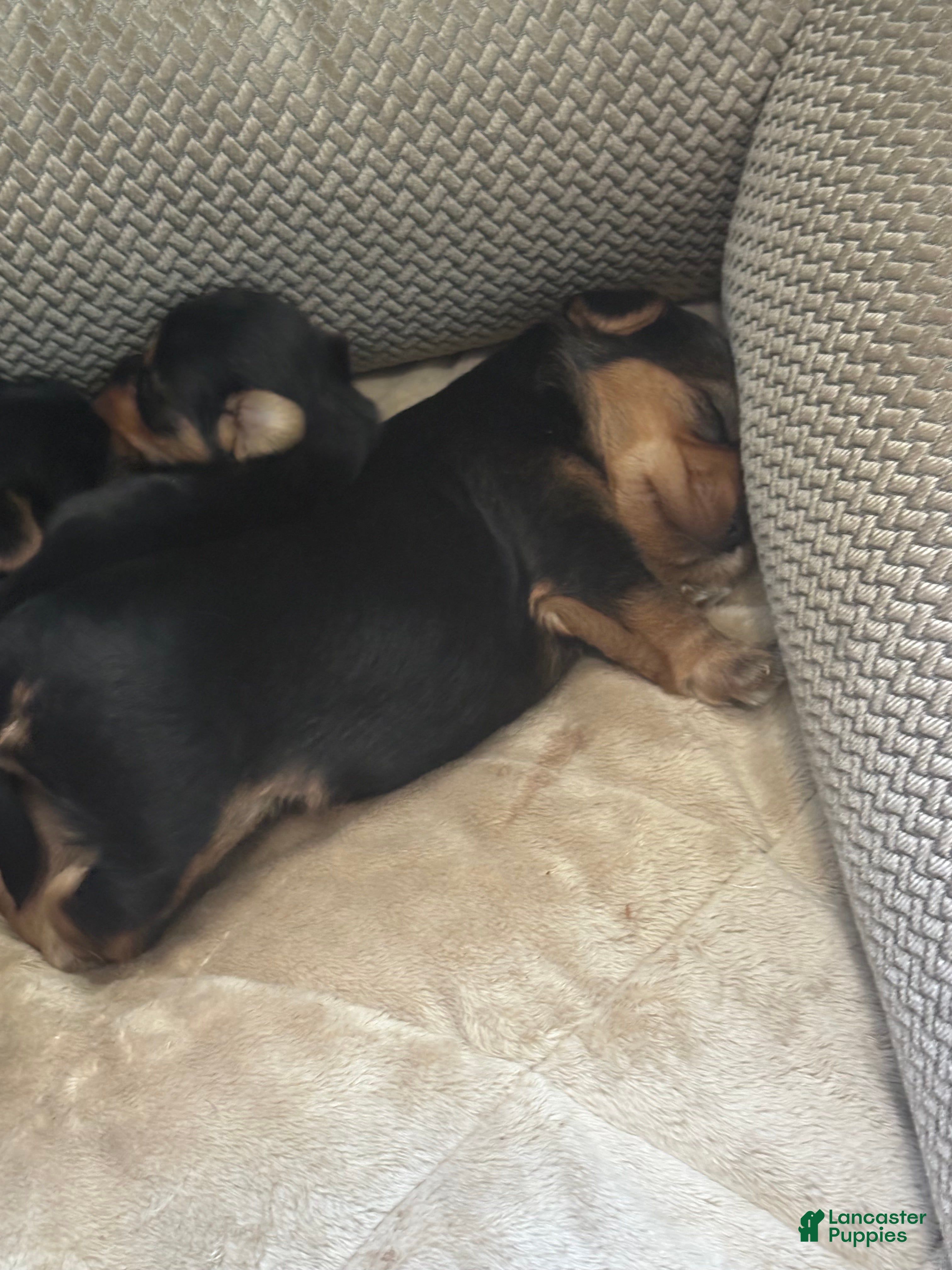 Yorkshire Terrier dogs Buttercup - Ad 5