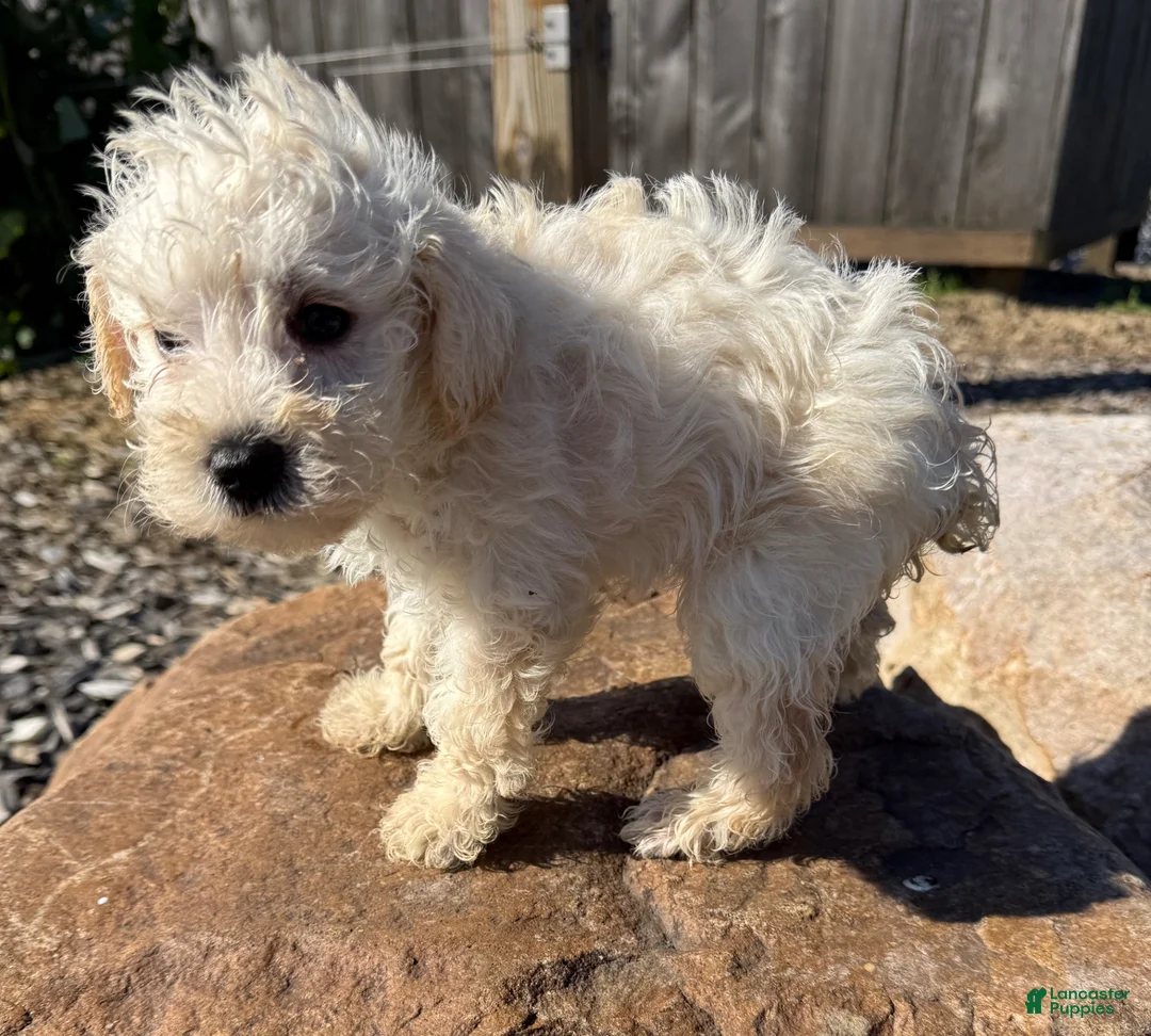 Schnoodle dogs for sale: Stanley - Ad 3