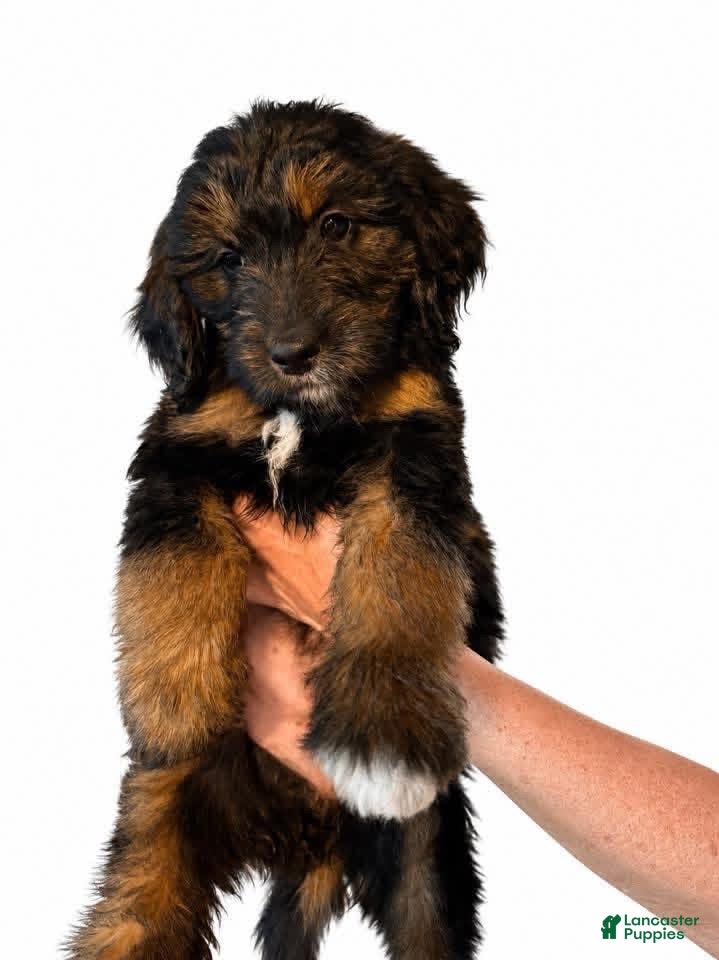 Goldendoodle dogs Purple - Ad 1