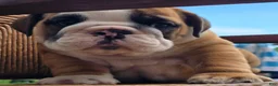 English Bulldog dogs for sale: Beau - Ad 3