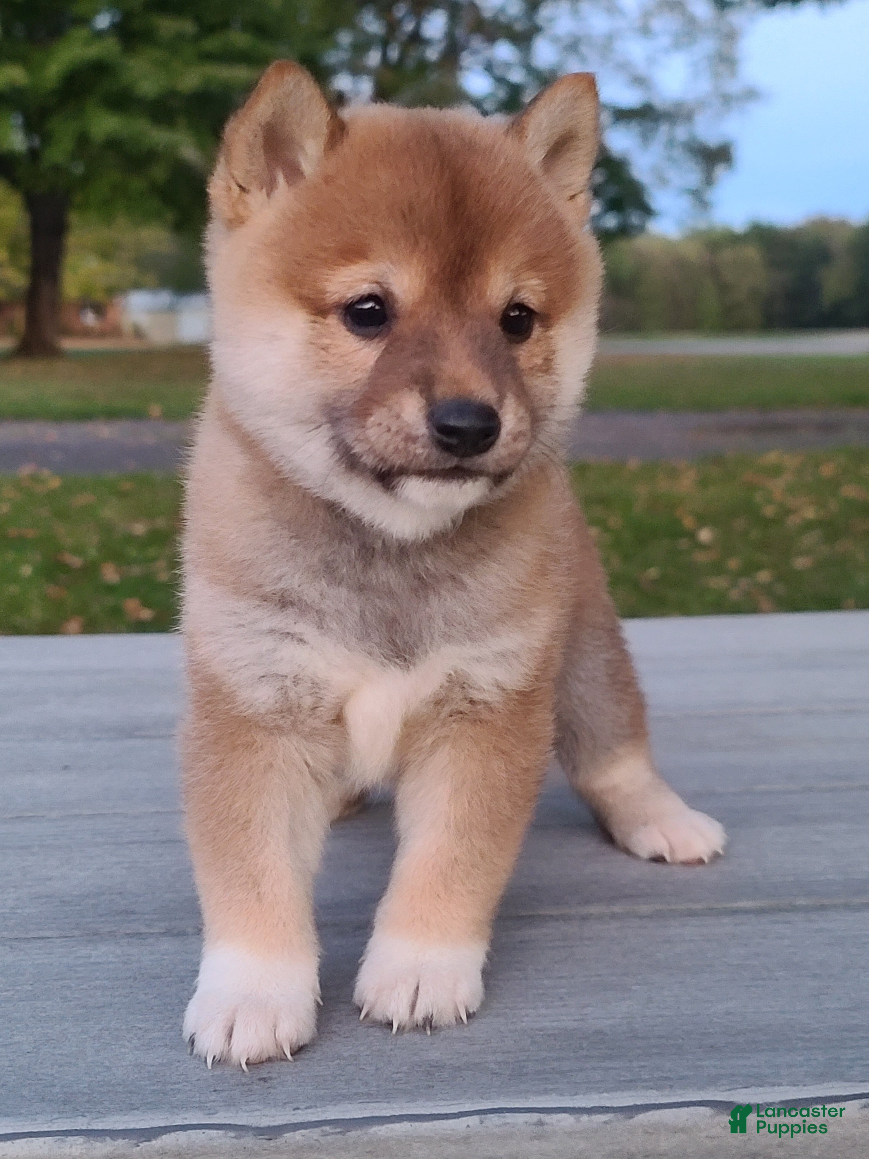 Shiba Inu dogs Ranger  - Ad 25