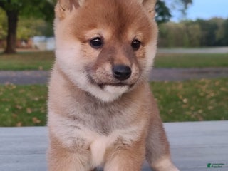 Shiba Inu dogs Ranger - Ad 33