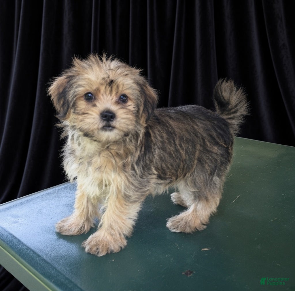 Yorkiepoo dogs Harry - Ad 1