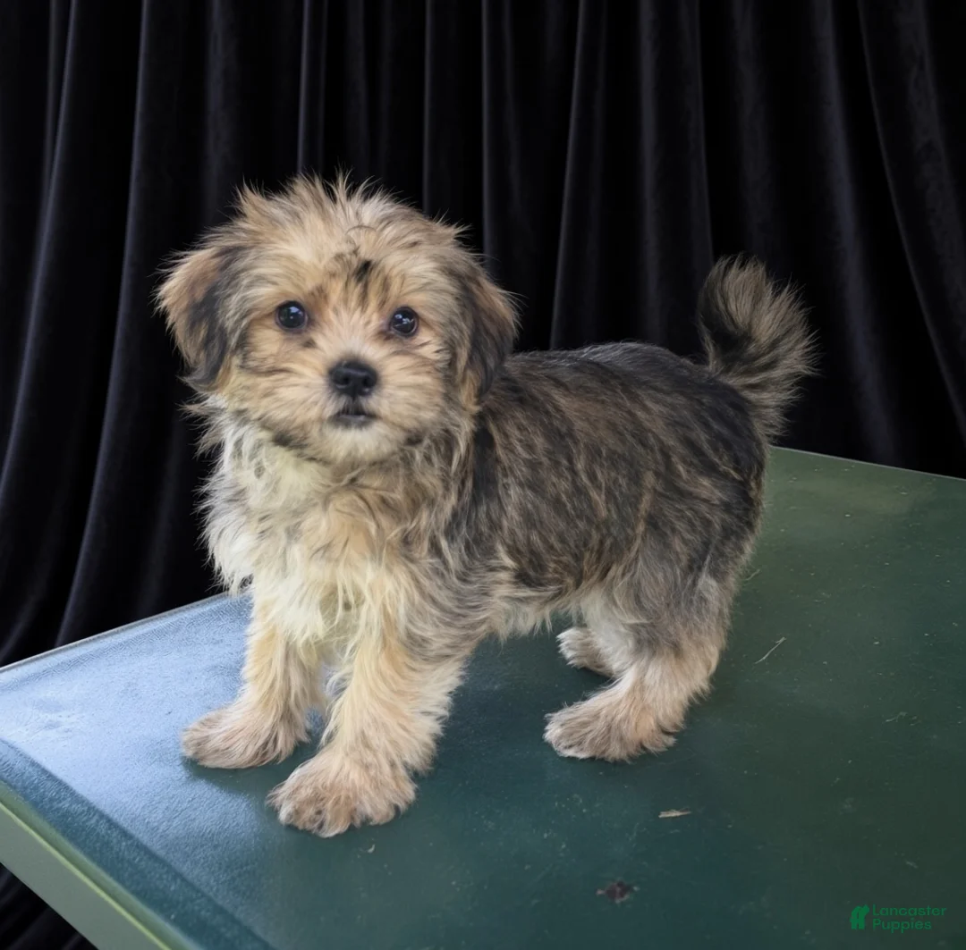 Yorkiepoo dogs for sale: Harry - Ad 1
