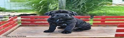 Mini Hippo dogs for sale: Jenny - Ad 6