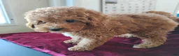 Cavapoo dogs for sale: Kenderick - Ad 6