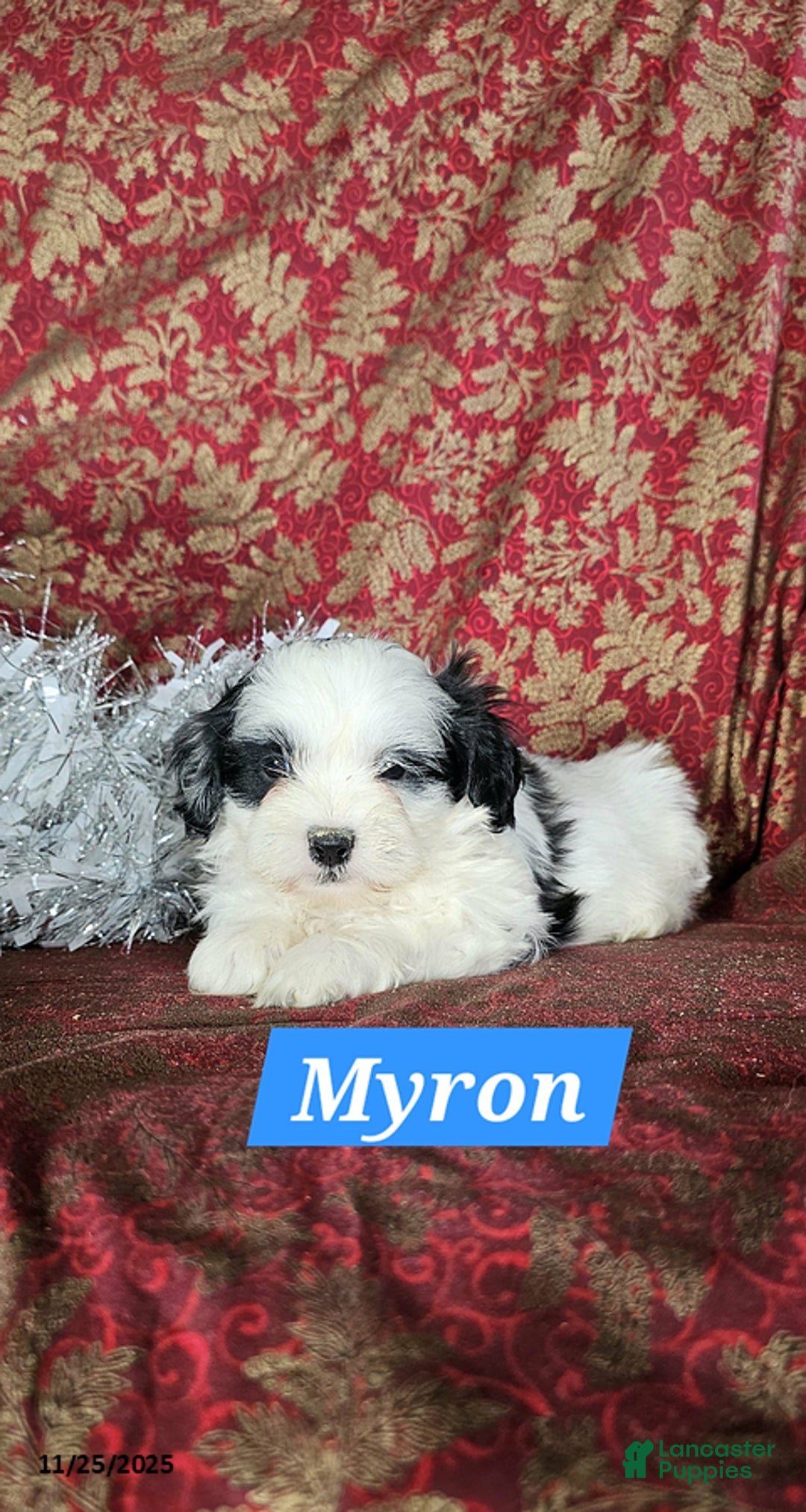 Shih Tzu dogs for sale: Myron - Ad 1