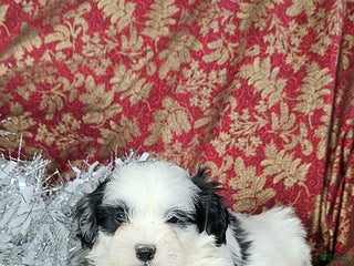 Shih Tzu dogs Myron - Ad 31