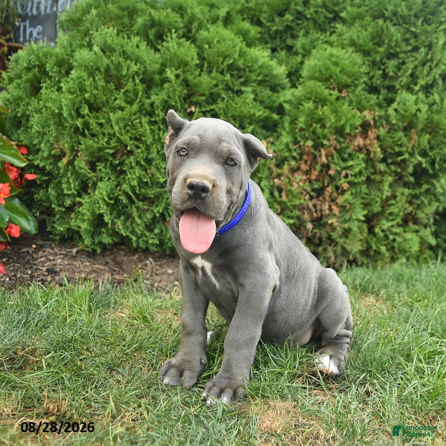 Cane Corso dogs Larry  - Ad 1