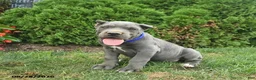 Cane Corso dogs for sale: Larry  - Ad 1