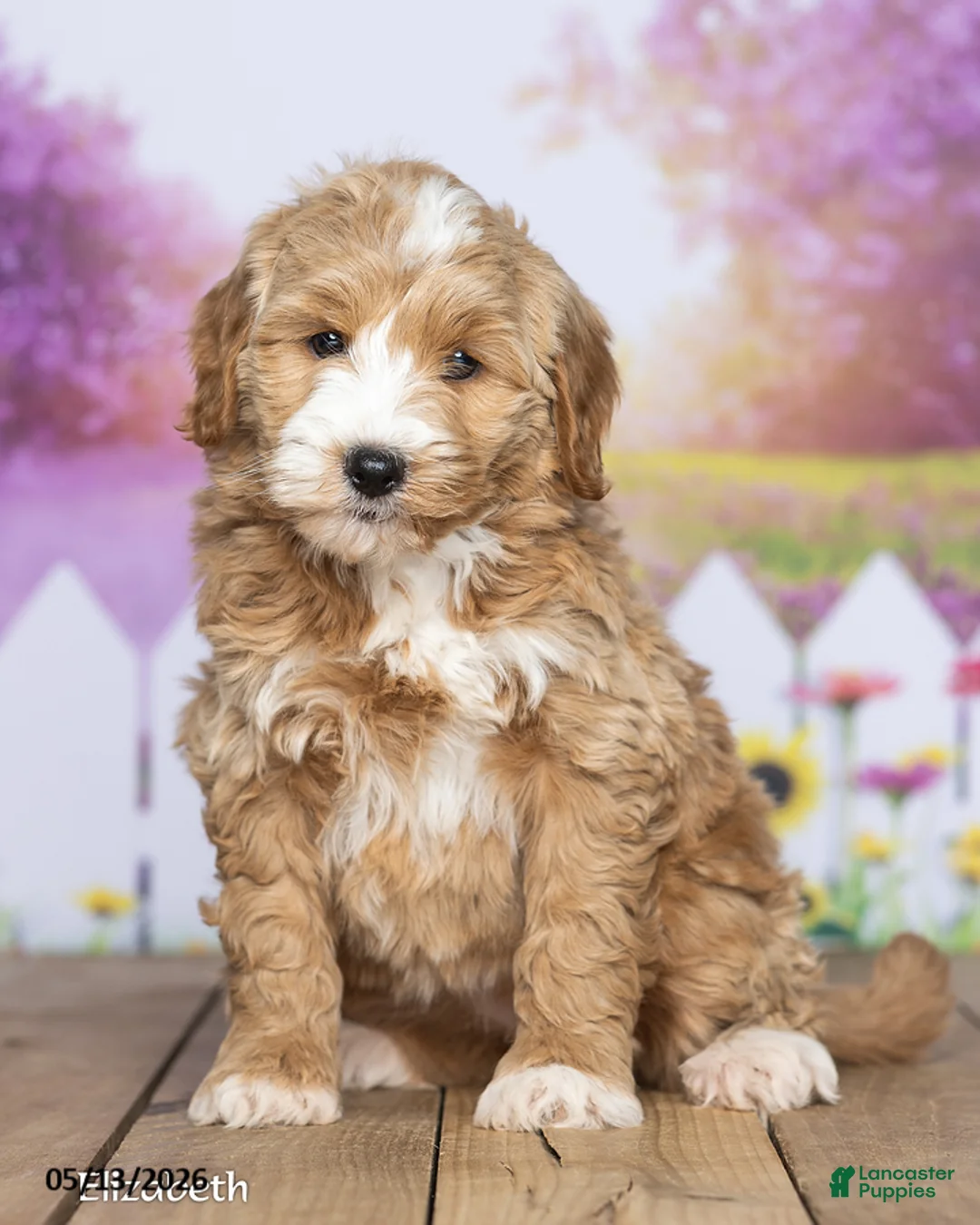 Mini Goldendoodle dogs for sale: Elizabeth - Ad 2