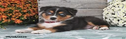 Australian Shepherd dogs for sale: Jace - Ad 1