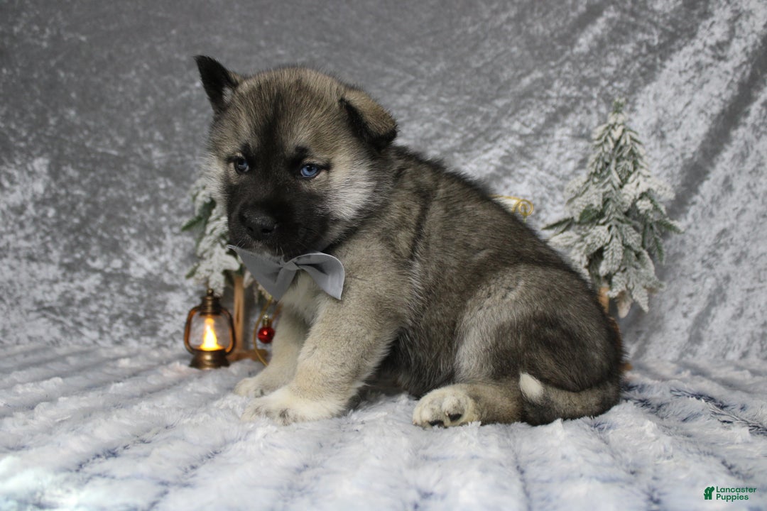 Pomsky dogs for sale: Lorcan  - Ad 4