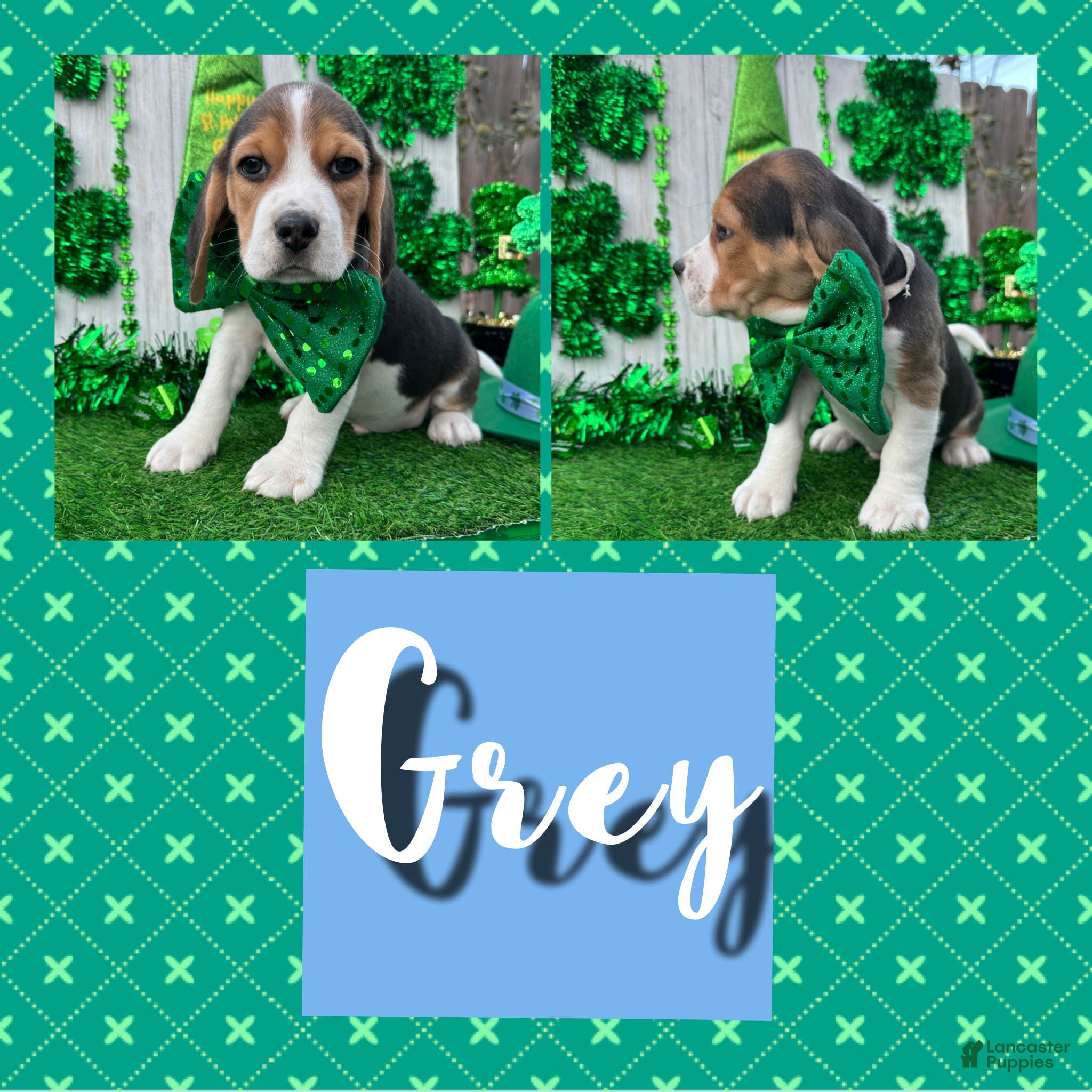 Beagle dogs Beagle Puppy 1 - Ad 1