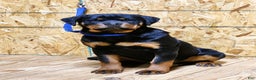 Rottweiler dogs for sale: Bonnie - Ad 1