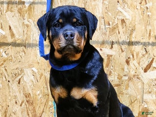 Rottweiler dogs Bonnie - Ad 3