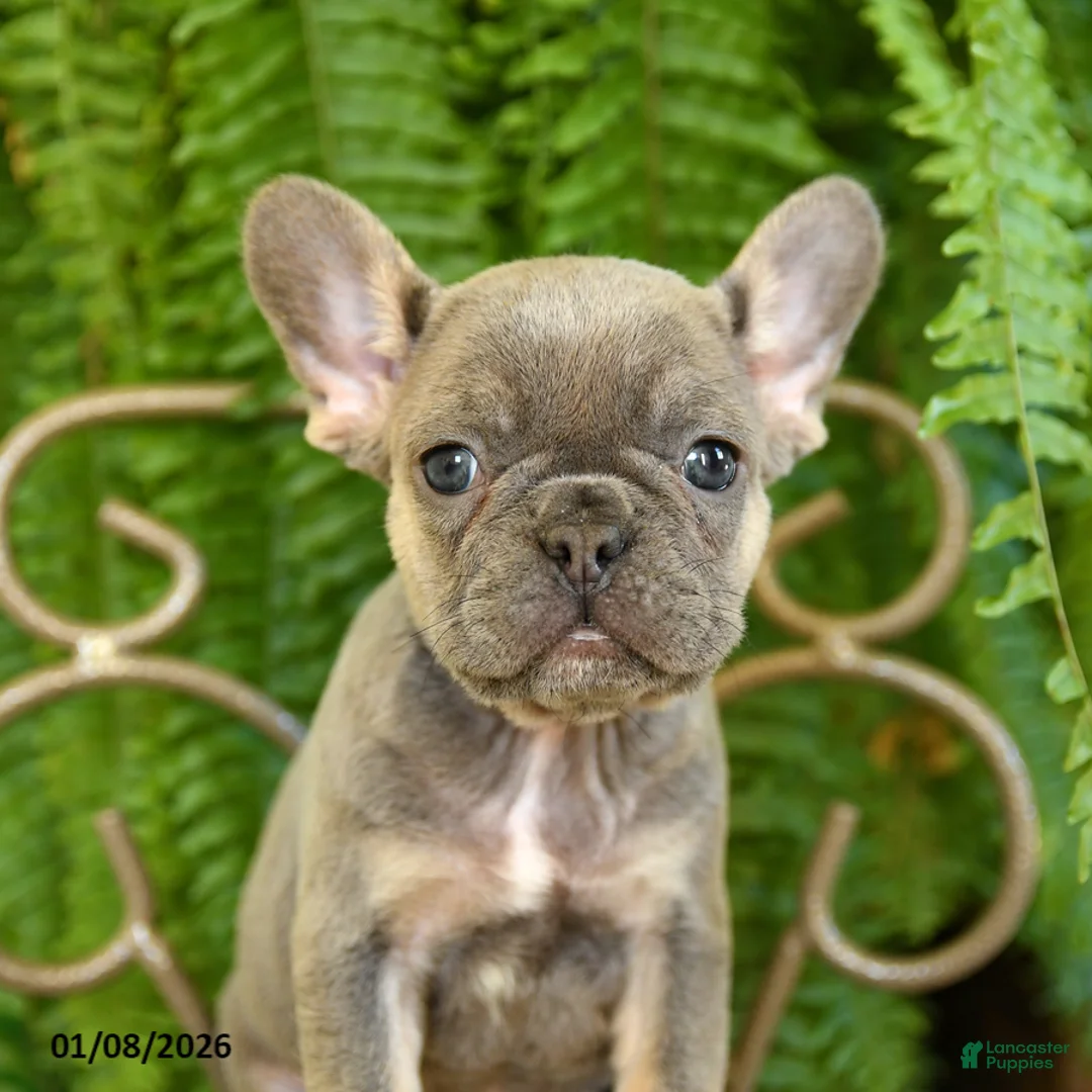 French Bulldog dogs for sale: Taffy - Ad 15