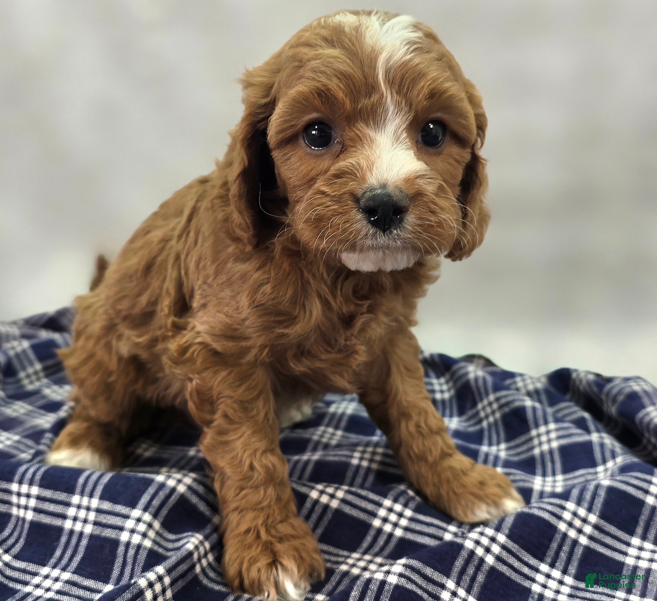 Cavapoo dogs Blizzard - Ad 16