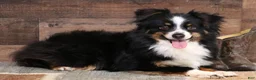 Toy Australian Shepherd dogs for sale: Shep is a blue merle with tail - Ad 3