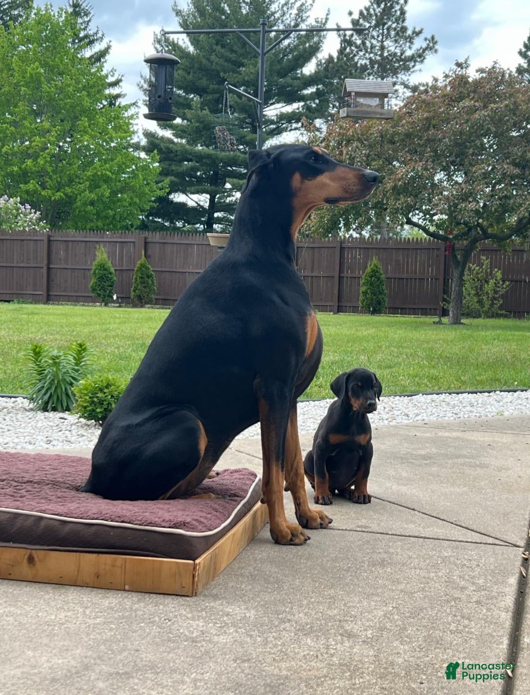 Doberman Pinscher dogs Upcoming Doberman Litter - Ad 2