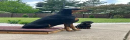 Doberman Pinscher dogs for sale: Upcoming Doberman Litter - Ad 1